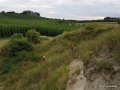 IMG-20160729-26